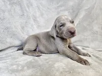 Khan - AKC, a male Weimaraner for sale in Bois D Arc, MO – 8 of 10
