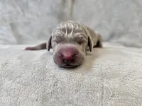 Khan - AKC, a male Weimaraner for sale in Bois D Arc, MO – Photo 7 of 10