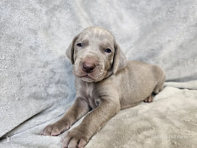 Khan - AKC – Weimaraner puppy for sale in Bois D Arc, MO