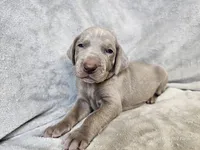 Khan - AKC, a male Weimaraner for sale in Bois D Arc, MO – 1 of 10