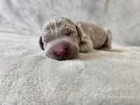 Khan - AKC, a male Weimaraner for sale in Bois D Arc, MO – Photo 5 of 10