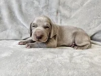 Khan - AKC, a male Weimaraner for sale in Bois D Arc, MO – 5 of 10