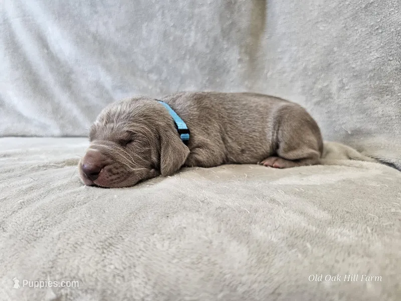 Khan - AKC – Weimaraner puppy for sale in Bois D Arc, MO