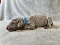 Khan - AKC, a male Weimaraner for sale in Bois D Arc, MO – Photo 6 of 10