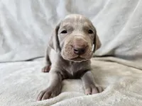 Khan - AKC, a male Weimaraner for sale in Bois D Arc, MO – 3 of 10