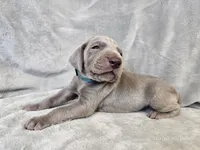 Khan - AKC, a male Weimaraner for sale in Bois D Arc, MO – 10 of 10
