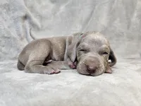 Khan - AKC, a male Weimaraner for sale in Bois D Arc, MO – 2 of 10