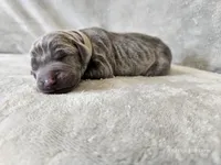 Kanyon - AKC, a male Weimaraner for sale in Bois D Arc, MO – 5 of 10