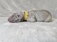 Krescent- AKC, a female Weimaraner for sale in Bois D Arc, MO – 4 of 10