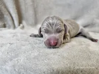 Mira - AKC, a female Weimaraner for sale in Bois D Arc, MO – 7 of 10