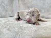 Phantom - AKC, a male Weimaraner for sale in Bois D Arc, MO – Photo 5 of 10