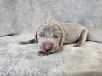 Phantom - AKC, a male Weimaraner for sale in Bois D Arc, MO – Photo 3 of 10