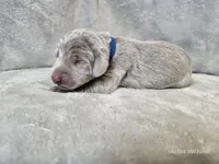 Phantom - AKC, a male Weimaraner for sale in Bois D Arc, MO – Photo 9 of 10