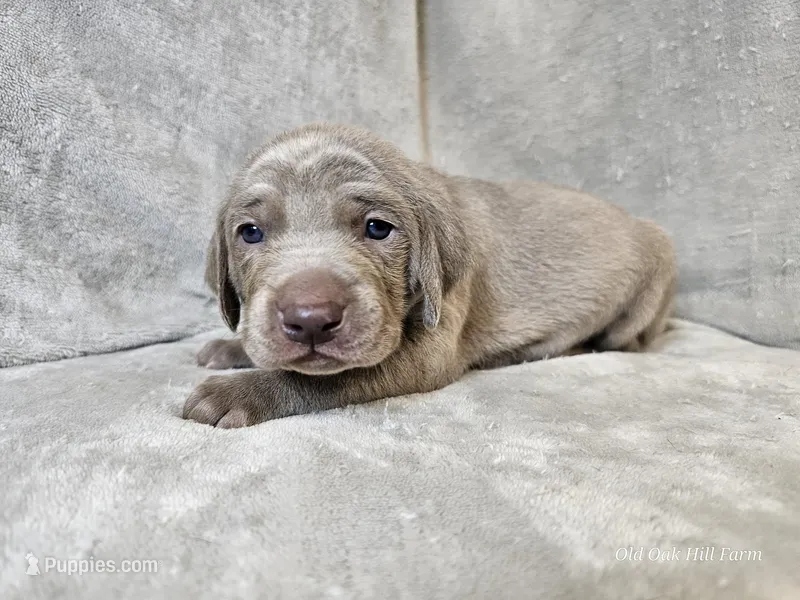 Phantom - AKC – Weimaraner puppy for sale in Bois D Arc, MO