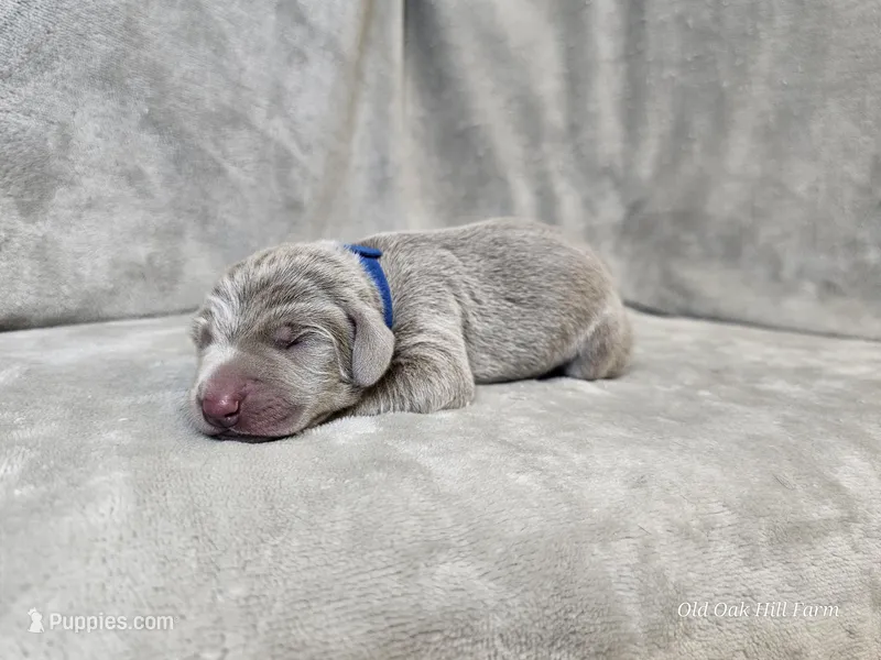 Phantom - AKC – Weimaraner puppy for sale in Bois D Arc, MO