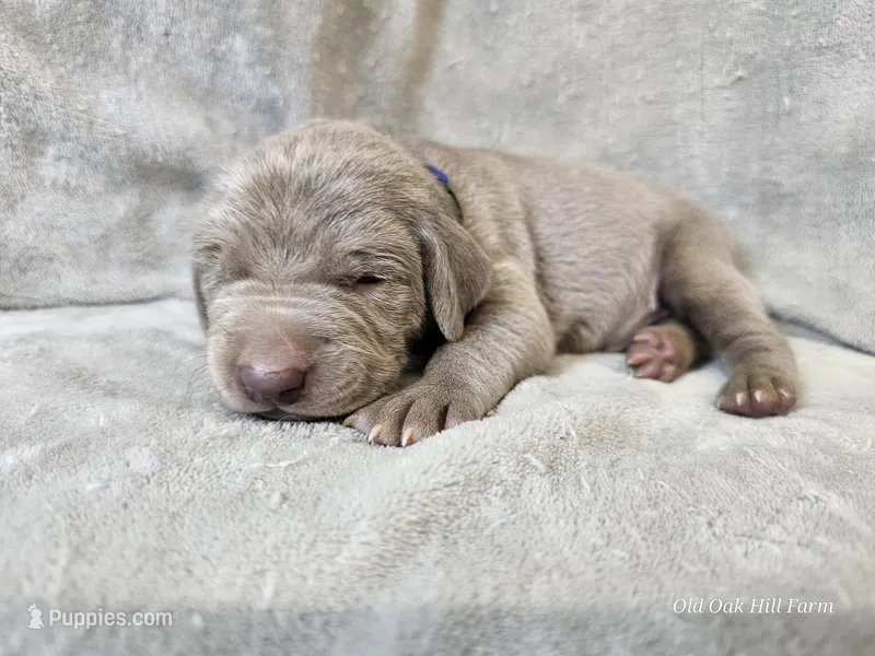 Phantom - AKC – Weimaraner puppy for sale in Bois D Arc, MO