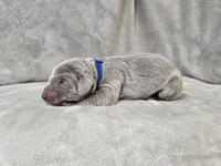 Phantom - AKC, a male Weimaraner for sale in Bois D Arc, MO – Photo 10 of 10