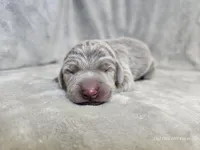 Phantom - AKC, a male Weimaraner for sale in Bois D Arc, MO – Photo 2 of 10