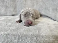 Phantom - AKC, a male Weimaraner for sale in Bois D Arc, MO – Photo 8 of 10