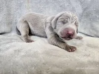 Phantom - AKC, a male Weimaraner for sale in Bois D Arc, MO – Photo 7 of 10