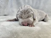 Phantom - AKC, a male Weimaraner for sale in Bois D Arc, MO – Photo 4 of 10