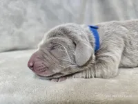 Phantom - AKC, a male Weimaraner for sale in Bois D Arc, MO – Photo 6 of 10