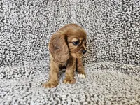 Duchess - FULL AKC, a female Cavalier King Charles Spaniel for sale in Bois D Arc, MO – 4 of 10