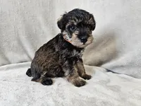 Cassian, a male Schnoodle for sale in Bois D Arc, MO – 6 of 10