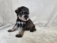 Cassian, a male Schnoodle for sale in Bois D Arc, MO – 8 of 10