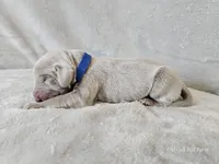 Crix - AKC, a male Weimaraner for sale in Bois D Arc, MO – 2 of 10