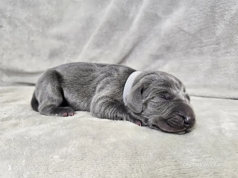 Skye - AKC – Weimaraner puppy for sale in Bois D Arc, MO