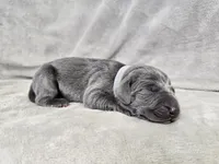 Skye - AKC, a female Weimaraner for sale in Bois D Arc, MO – 1 of 10