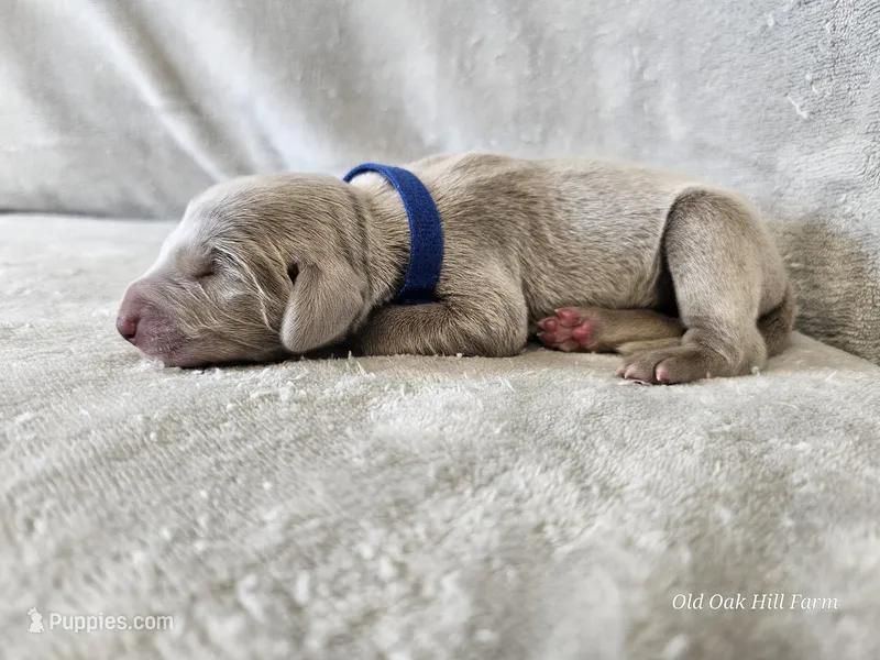 Crix - AKC – Weimaraner puppy for sale in Bois D Arc, MO