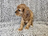Duchess - FULL AKC, a female Cavalier King Charles Spaniel for sale in Bois D Arc, MO – 10 of 10