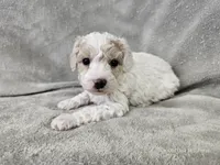 Yeti, a male Poochon for sale in Bois D Arc, MO – 8 of 10