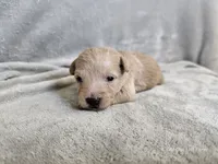 Morrigan , a female Schnoodle for sale in Bois D Arc, MO – 3 of 10