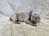 Kamea - AKC, a female Weimaraner for sale in Bois D Arc, MO – 8 of 10