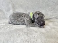 Khaos- AKC, a male Weimaraner for sale in Bois D Arc, MO – 5 of 10