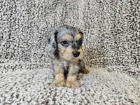 Merlin- blue merle phantom , a male Cavapoo for sale in Bois D Arc, MO – 10 of 10