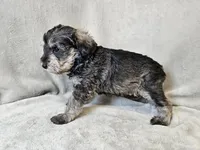 Azriel, a male Schnoodle for sale in Bois D Arc, MO – 5 of 10