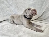 Kenai - AKC, a male Weimaraner for sale in Bois D Arc, MO – 7 of 10