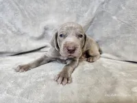 Kenai - AKC, a male Weimaraner for sale in Bois D Arc, MO – 10 of 10