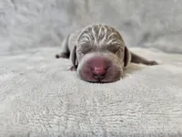 Kenai - AKC, a male Weimaraner for sale in Bois D Arc, MO – Photo 9 of 10