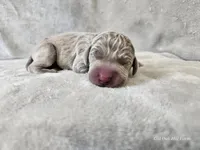 Kenai - AKC, a male Weimaraner for sale in Bois D Arc, MO – Photo 3 of 10