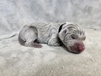 Kenai - AKC, a male Weimaraner for sale in Bois D Arc, MO – Photo 2 of 10