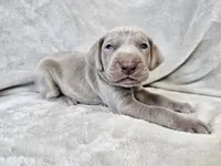 Kenai - AKC, a male Weimaraner for sale in Bois D Arc, MO – 5 of 10