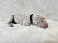 Kenai - AKC, a male Weimaraner for sale in Bois D Arc, MO – Photo 4 of 10