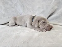 Kenai - AKC, a male Weimaraner for sale in Bois D Arc, MO – 2 of 10
