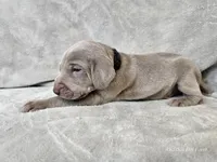 Kenai - AKC, a male Weimaraner for sale in Bois D Arc, MO – 6 of 10