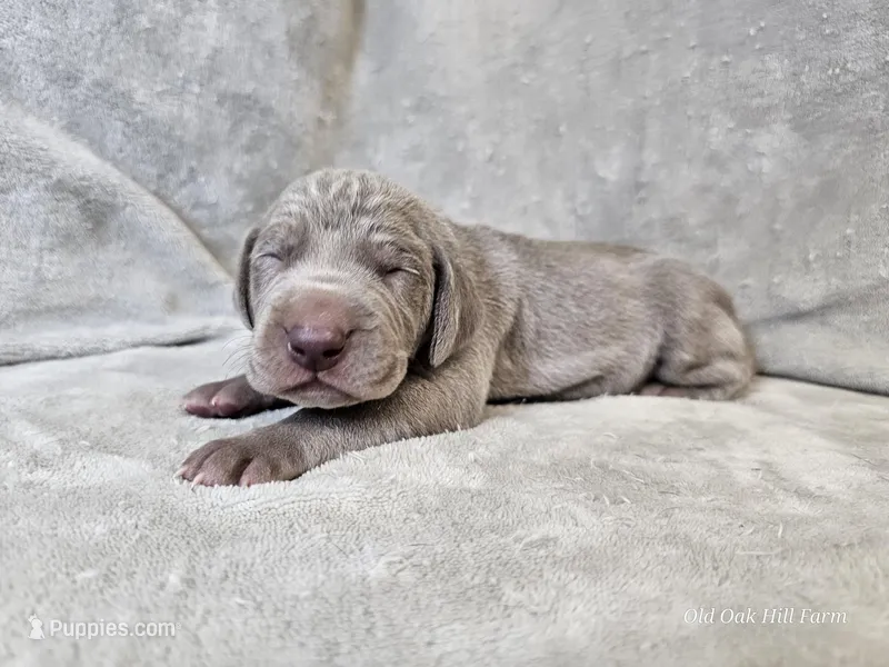 Kenai - AKC – Weimaraner puppy for sale in Bois D Arc, MO